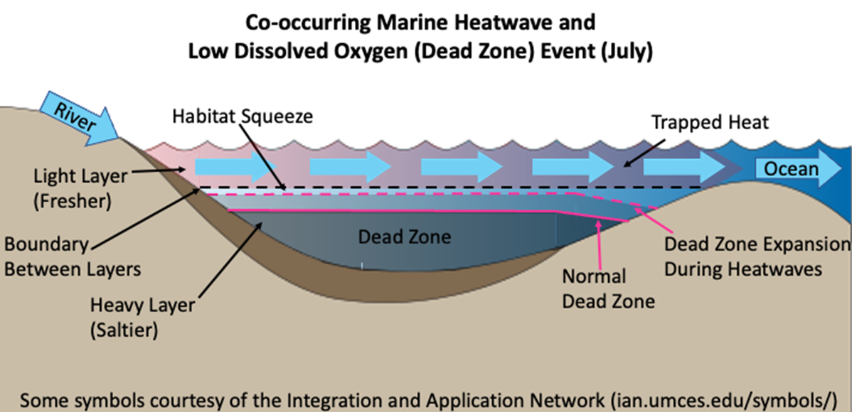 Graphical representation of a co-occurring marine heatwave and low dissolved oxygen (dead zone) event.