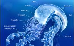 Identify that Jellyfish | Virginia Institute of Marine Science