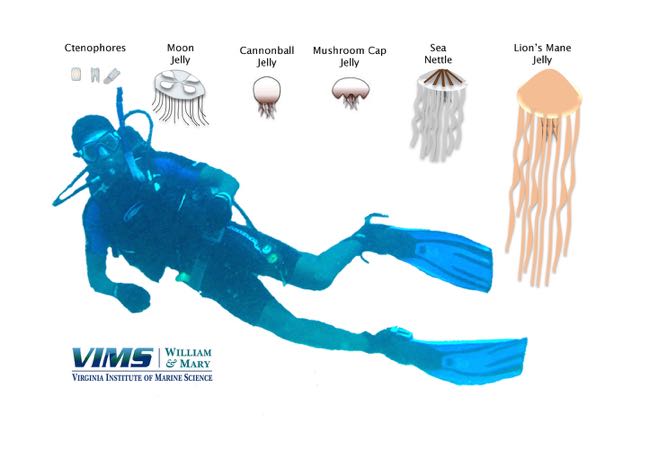 The relative and absolute sizes of some of the more common jellyfish in Chesapeake Bay.