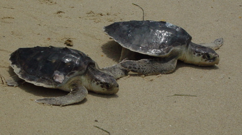 Kemp's Ridley sea turtles