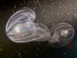 The comb jelly {em}Mnemiopsis leidyi{/em}. © S. Wilson/VIMS.