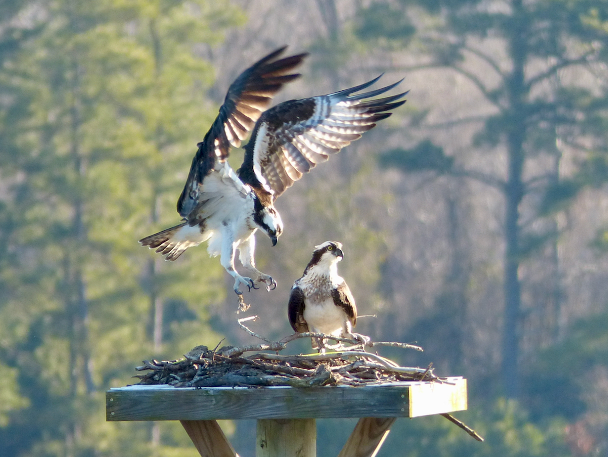 A pair of ospreys build their nest.