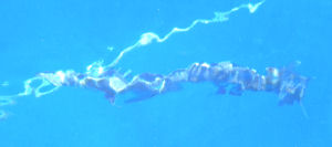 A 1-meter barracuda near the surface, swimming over a mooring line