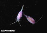 Midwater copepods.