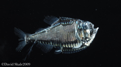 The hatchet fish Argyropelicus gigas.