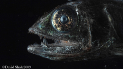 The lancet fish Alepisaurus brevirostris.