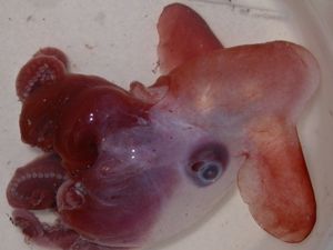 A little dumbo octopod, Grimpoteuthis discoveryi, from an earlier tow.