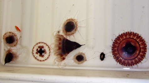 Jellyfish collected on the cruise include (from L): Halicreas minimum (clear with orange segments), the ever-common Periphylla periphylla (pointy red cap with a skirt medusa), and Atolla wyvellei (red and circular). 