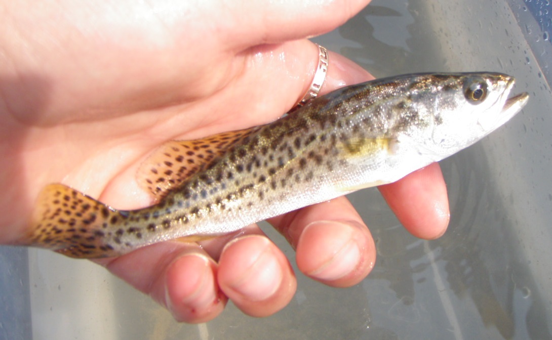 Juvenile Spotted Seatrout