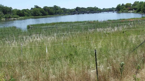 Planted Tidal Marsh - Predator Fencing