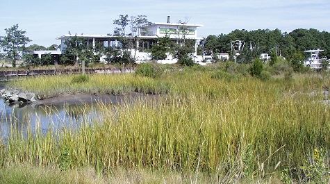 Planted Tidal Marsh - 1 Year