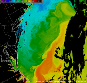 This satellite  image of sea surface temperatures off the U.S.  East Coast shows how the warm waters of the Gulf Stream (orange and  red) veer offshore near Cape Hatteras, but can also spin off as eddies  that coastal currents can carry back toward the mouth of Chesapeake Bay.  Image courtesy of NOAA.
