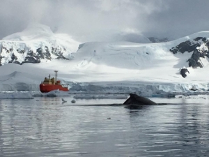 A humpback whale breaches in the icy waters of the Southern Ocean along the Antarctic Peninsula. In the background is the U.S. icebreaker Laurence M. Gould. © P. Thibodeau/VIMS.