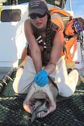 VIMS graduate student Cassidy Peterson handles a sand tiger shark captured during the VIMS Longline Survey before releasing it back to the water. 