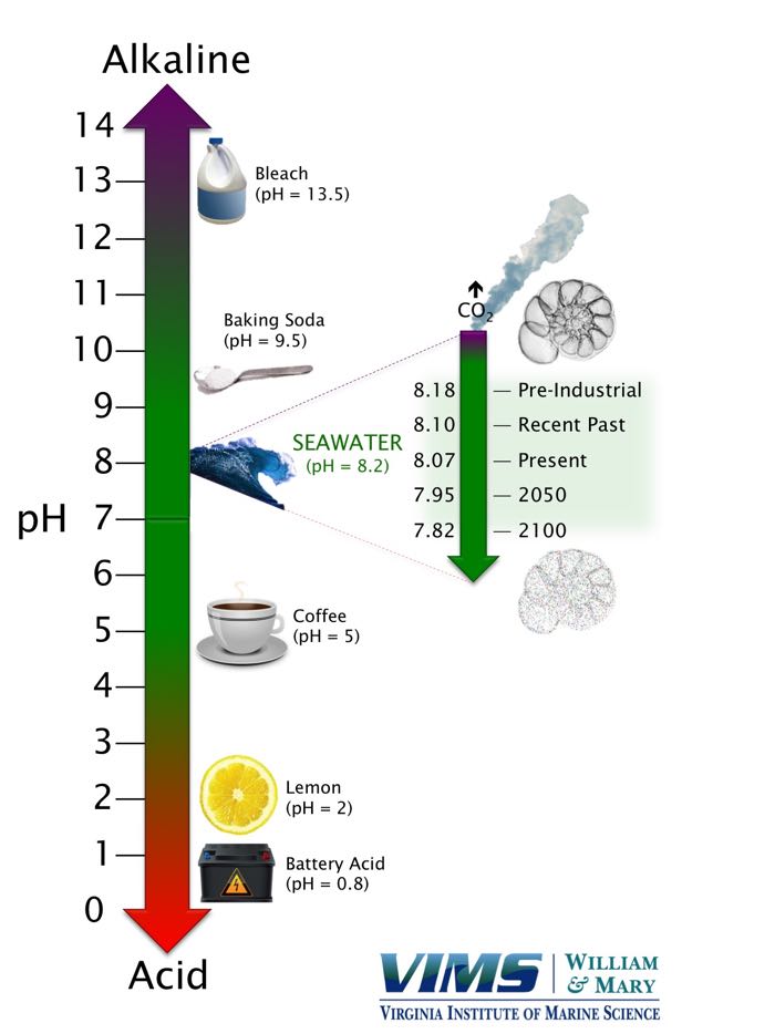 The pH of surface seawater averaged around 8.2 for millions of years before the Industrial Revolution, but since then has been falling rapidly due to human emissions, and subsequent ocean uptake, of carbon dioxide. A decrease in pH means the water is more acidic and makes it harder for calcifying shellfish and other marine organisms to build and maintain their shell. A drop of 0.1 pH units represents a roughly 25% increase in acidity.