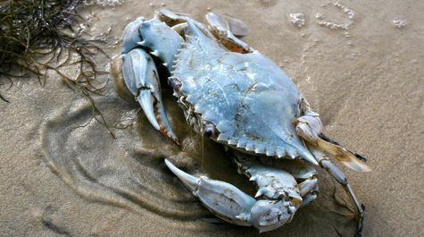Crabber finds "true blue" blue crab | Virginia Institute of Marine Science