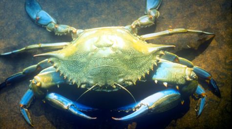 Typical Blue Crab