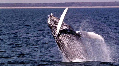 Whale Leap