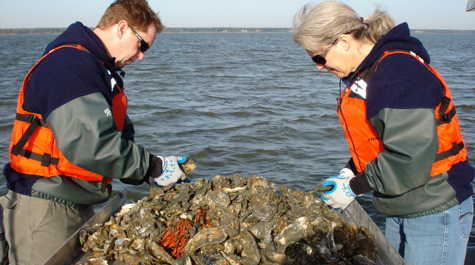 Sorting Oysters