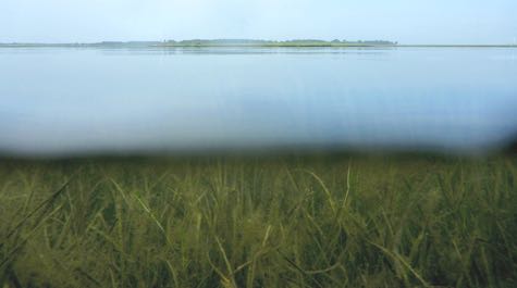 The interface between air and water near the Goodwin Islands reveals a mixed bed of eelgrass and widgeongrass.  © E. French/VIMS