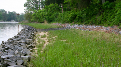Living shorelines use strategic placement of plants, stone, sand, or other structural and organic materials to reduce erosion and enhance wetland habitat.