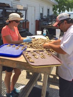 Jessica Moss and Nate Geyerhahn sort oysters along the banks of the York River at VIMS. ©S. Stein.