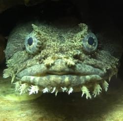 The oyster toadfish {em}Opsanus tau{/em} is the single toadfish species in Chesapeake Bay. © D. Vaz.