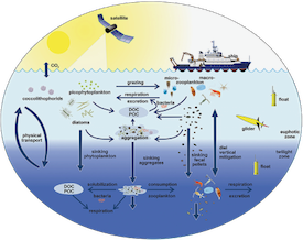 The EXPORTS conceptual diagram shows the biological pump and our ability to sample it from ships, satellites, and autonomous vehicles. Click for pop-up.