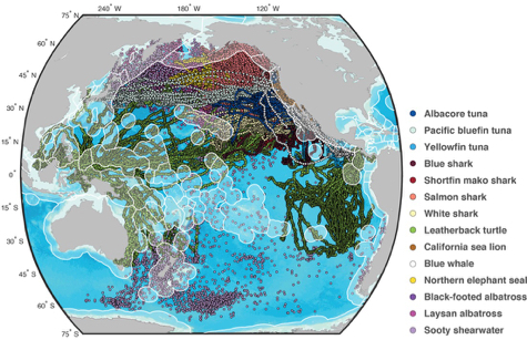 A map of the routes migratory species take through the high-seas of the Pacific Ocean. Outlined areas show Exclusive Economic Zones of Pacific nations. Click for pop-up. © Harrison et al., Nature Ecology & Evolution, 2018