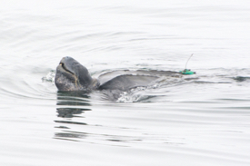 A leatherback turtle fitted with a GPS tracking device. © K. Cummings.
