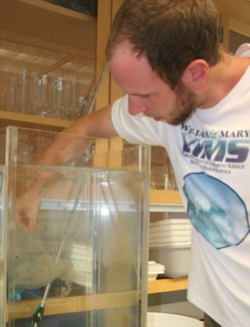 Then-doctoral student Josh Stone tests the buoyancy of a bay nettle in the Zooplankton Ecology laboratory at VIMS. © D. Malmquist/VIMS.