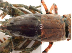 Click the image to compare examples of a healthy (L) and diseased (R) lobster. Survival of moderately and severely diseased lobsters—those with disease on more than 10% of their cuticle—is only 30% that of healthy animals. Photos courtesy of professor © J. Shields/VIMS.