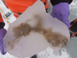 The alga {em}Melosira arctica{/em} growing within a chunk of Arctic sea ice. © Anique Stecher, AWI.