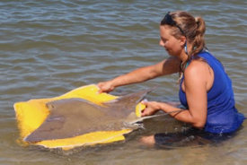 VIMS graduate student Kristene Parsons releases a tagged cownose ray. © R. Fisher/VIMS.