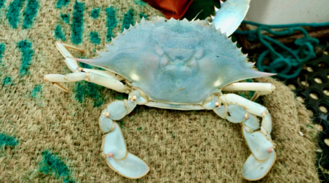 All-blue Blue Crab
