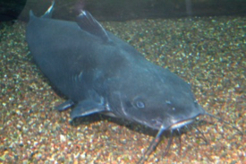 Catfish take their name from the sensory barbels that extend from around the mouth. © D. Malmquist/VIMS.