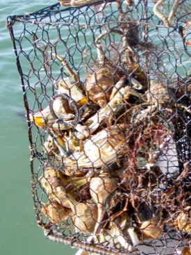 A derelict crab pot recovered from the Eastern Shore is filled with blue crabs and whelks. © Mark Pruitt.