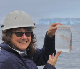 VIMS professor Deborah Steinberg with krill collected from the icy waters of the Southern Ocean. © P. Thibodeau/VIMS.