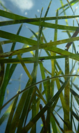 Seagrass beds provide better nursery habitat than flat stretches of seafloor sand or mud because of their many nooks and crannies.  © E. French-E. Shields/VIMS.