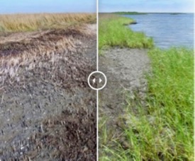 Photos of a heavily oiled salt marsh in Louisiana's Barataria Bay show drastic impacts on the plant community at 9 months following the Deepwater Horizon oil spill, and incipient recovery led by marsh grasses at 24 months post-spill. Click for interactive version.