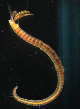 The polychaete worm {em}Streblospio gynobranchiata{/em}, a bottom-dwelling resident of healthy Gulf Coast salt marshes, is similar to the polychaete {em}S. benedicti{/em} pictured here. ©. D. Johnson./VIMS.