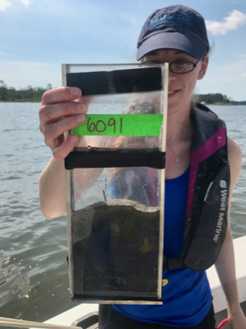 VIMS Ph.D. Student Danielle Tarpley holds a sediment core collected from the oyster farm in Broad Bay of the Lynnhaven inlet. Well-oxygenated surface sediments like the light-colored top of this core were found at all oyster farms in this study. © J. Turner/VIMS.