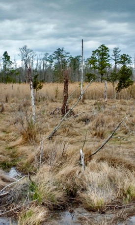 Once farmland, this area converted to forest, then marsh, as sea-level continued to rise. Northampton County, VA © M. Kirwan.