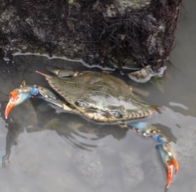 A VIMS study is looking at how ocean acidification might affect the predator-prey interaction between blue crabs and clams. © K. Rebenstorf.