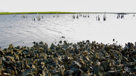 Exposed Oyster Reef
