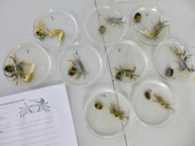 A collection of fiddler crabs stands ready for microscopic analysis for parasites. © D.S. Johnson/VIMS. 
