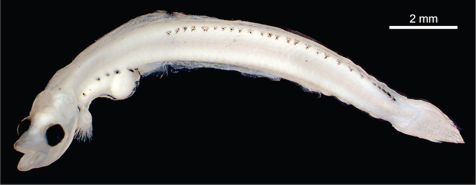 A larval specimen of the Antarctic silverfish {em}Pleuragramma antarctica{/em}. © Andrew Corso/VIMS.
