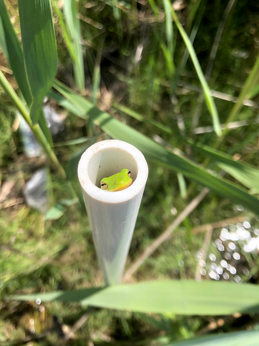 A green tree frog visits a saltmarsh plot marker. © Grace Molino.