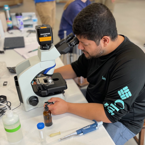 A planned fall-semester course will augment the summer field course with classroom and laboratory instruction in aquaculture science. Here summer course participant David Arancibia, a Ph.D. student at VIMS, examines oyster larvae under a microscope.