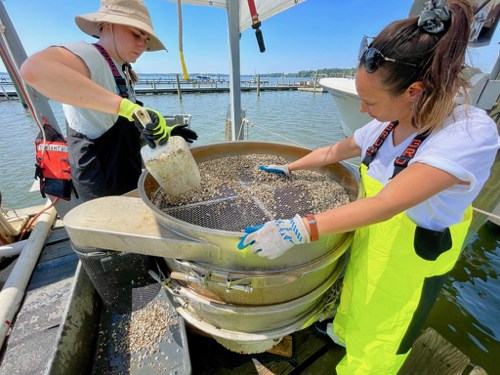 Julia Grenn, a master’s student at VIMS, sorts seed oysters with an assist from fellow course participant Dr. Darien Mizuta.